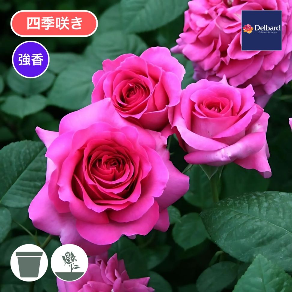 バラ苗 予約大苗 2026 シャルトルーズ ドゥ パルム Chartreuse