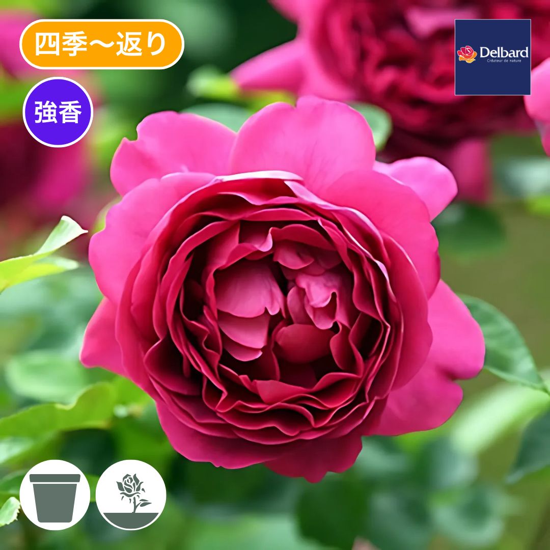 ❀Aliceꫂ ၴႅၴさま専用❀ バラ 苗 ルー2780円 楽天市場】バラ