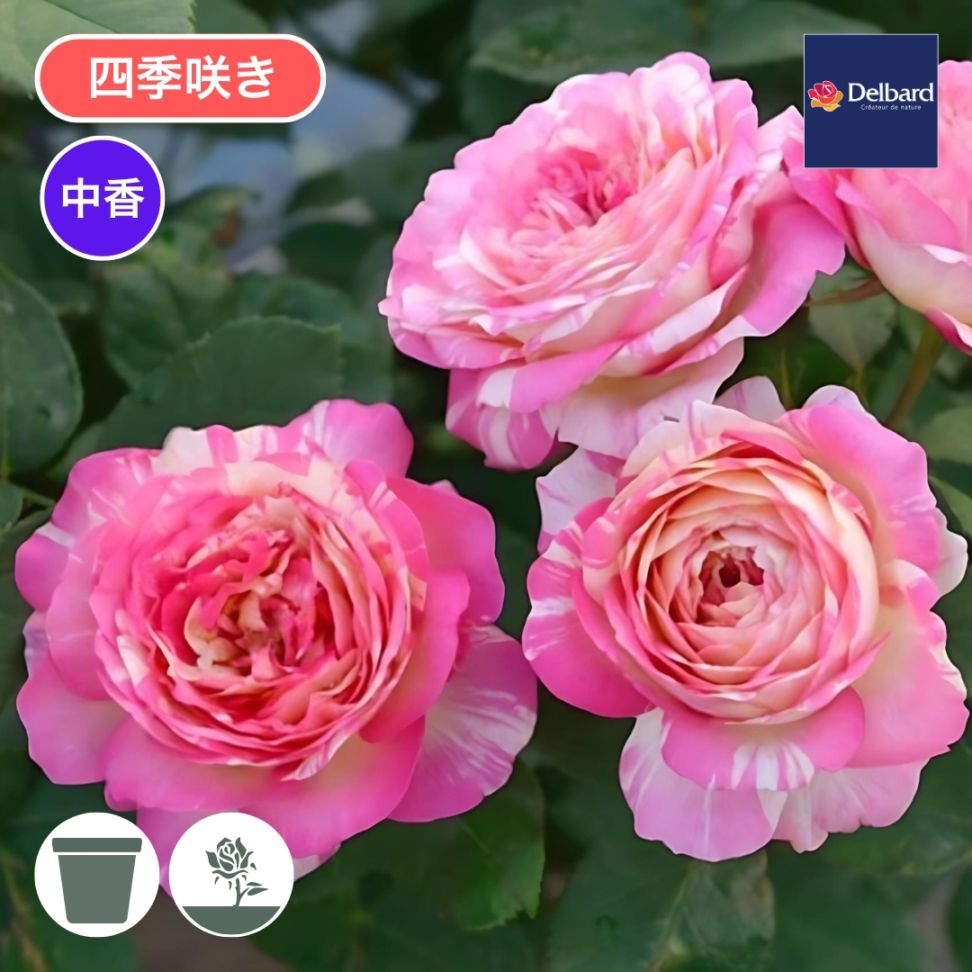 バラ苗 予約大苗 2026 マルク シャガール Marc Chagall 国産ノイバラ台