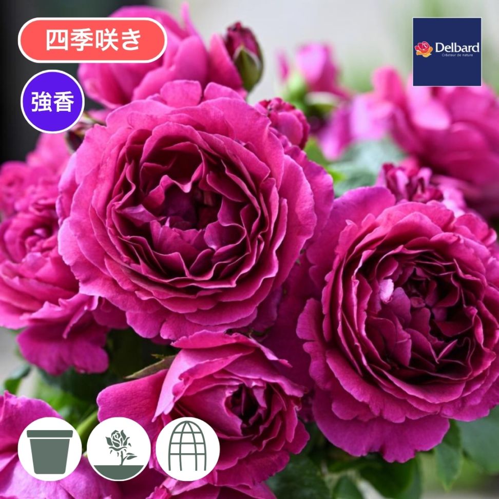 バラ苗 大苗 2026 ルタンデスリーズ Le Tepms des Cerises 国産