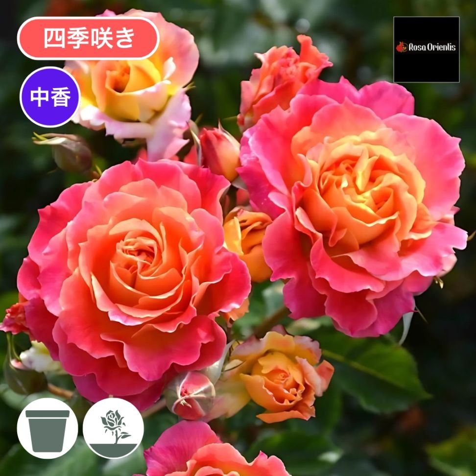 バラ苗 予約大苗 2026 シャルール Chaleur 国産ノイバラ台木使用