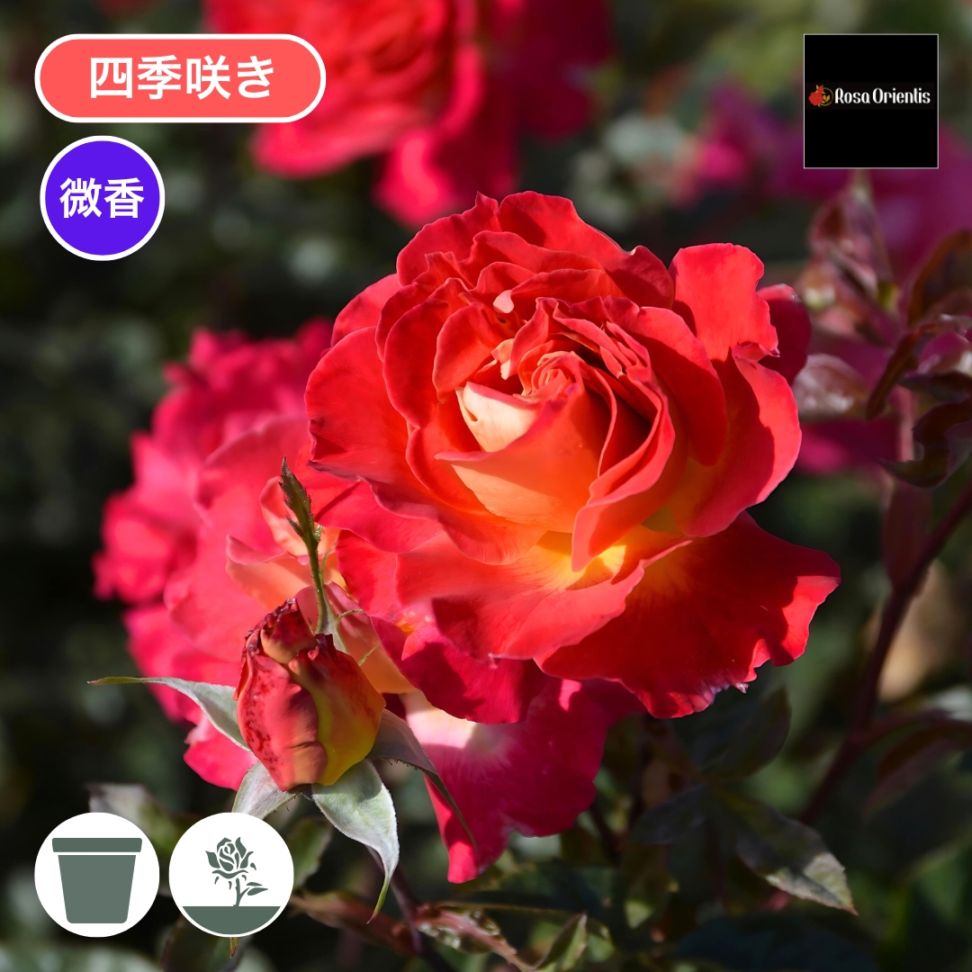 バラ苗　ご確認用 バラ苗 予約大苗 2026 恋いづな Koiizuna 国産ノイバラ台木使用 | 予約