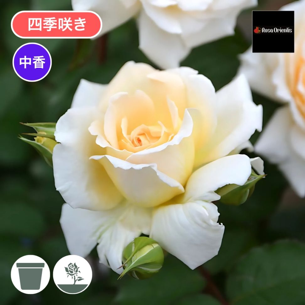 バラ苗 楽天市場】バラ苗【中苗】ラベンダーレース 国産苗 6号鉢植え品