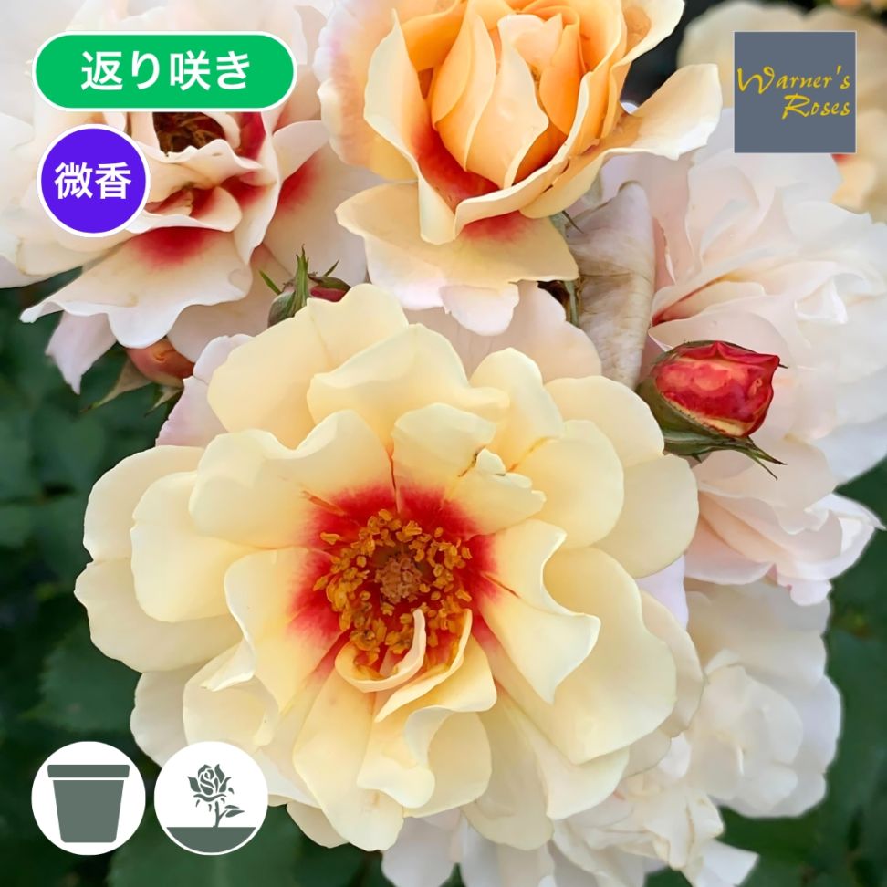 バラ苗 予約大苗 2026 クランベリー アイズ Cranberry Eyes 国産