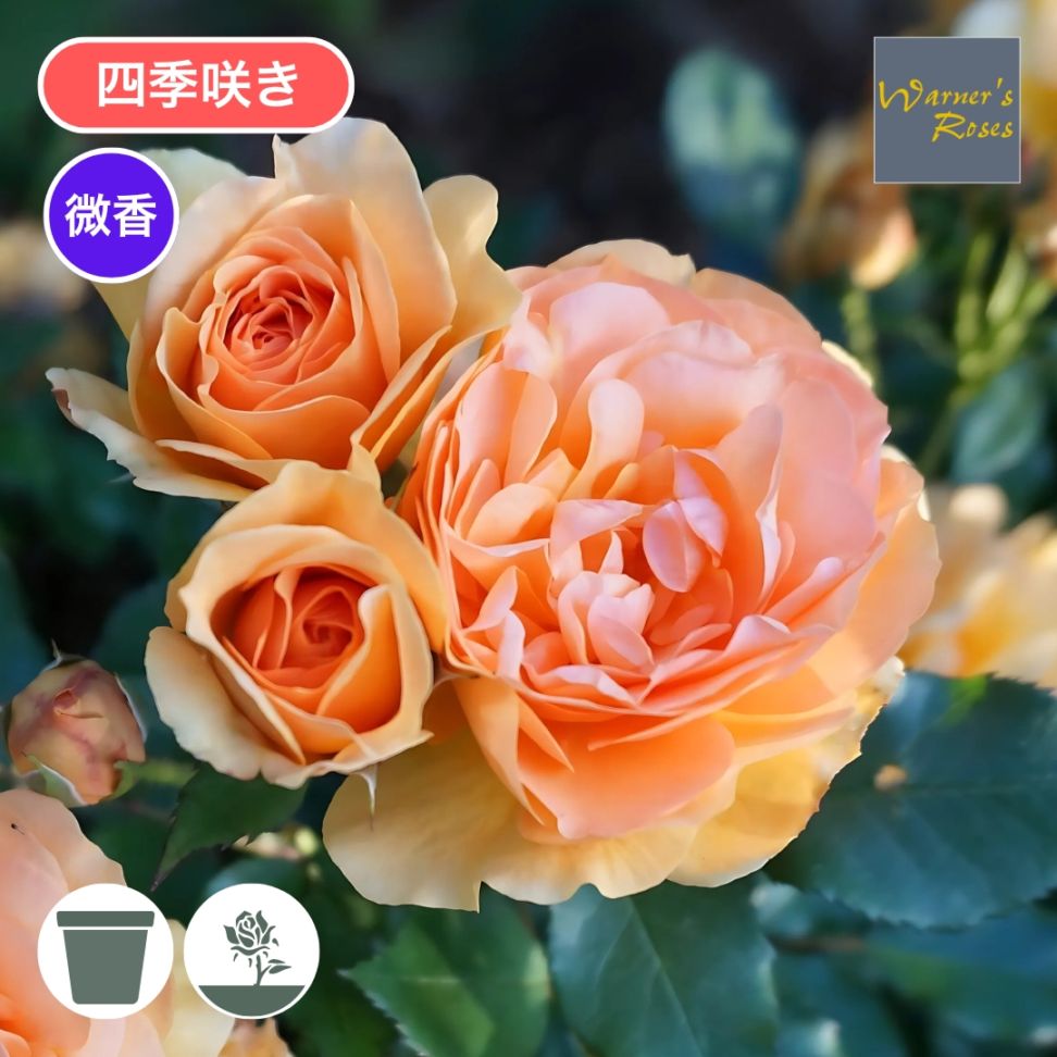 コメント下さい✦バラ苗✦予約苗✦ꕥ。.ꕤ‿ꕤ.。 バラ苗 予約大苗 2026 ニルヴァーナ Nirvana 国産ノイバラ台木使用