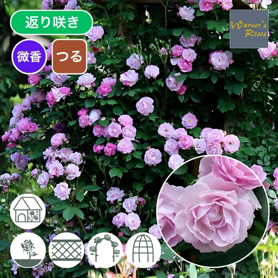 バラ苗 予約大苗 2026 ライラック デイズ Lilac Days 国産ノイバラ台木