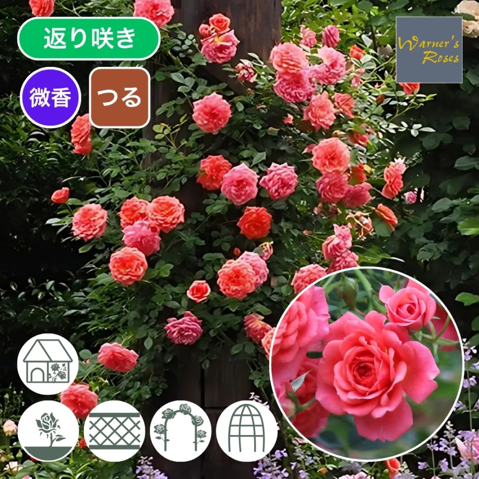 バラ苗 Amazon.co.jp: バラ苗 【フロンティア】 (新苗植え替え