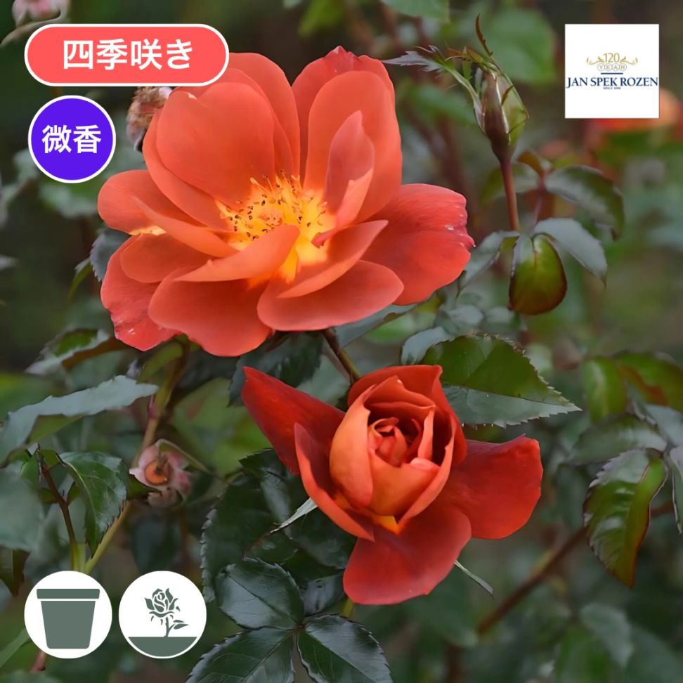 四季咲き　バラ苗　薔薇　ガーデン　ガーデニング　グリーンバラ 四季咲き バラ苗 薔薇 ガーデン ガーデニング グリーンバラ