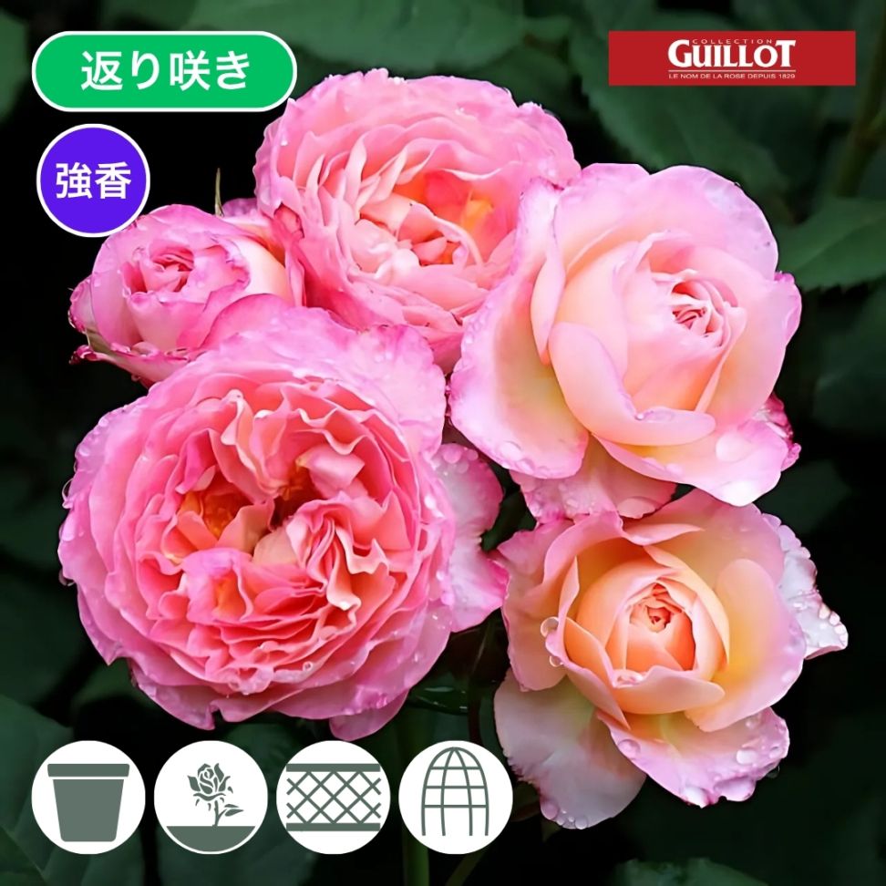 バラ苗 予約大苗 2026 マダム ドゥ スタール Madame de Stael 国産