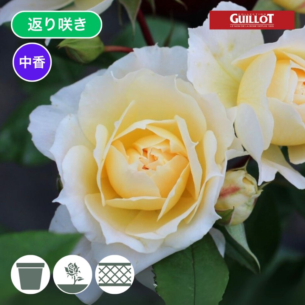 バラ苗 予約大苗 2026 マルク アントン シャルポンティエ Marc Antoine