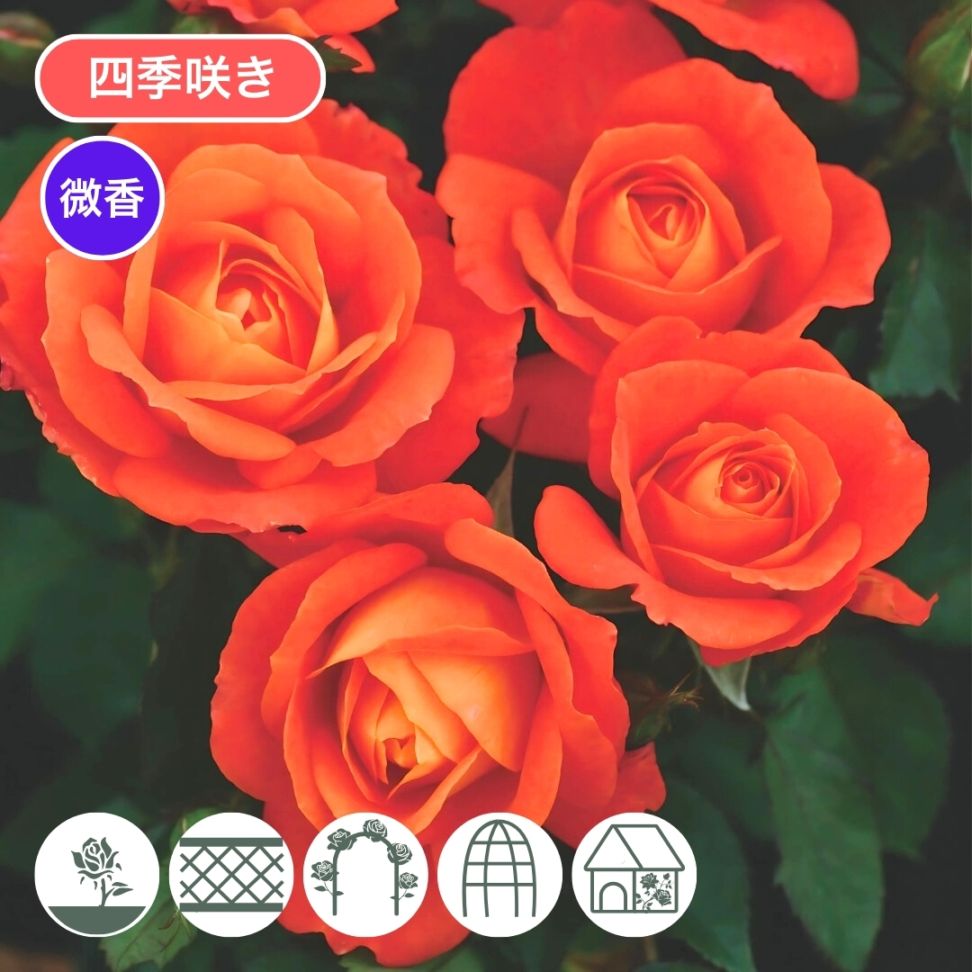 バラ苗 予約大苗 2026 スーパー トローパー Super Trouper 国産