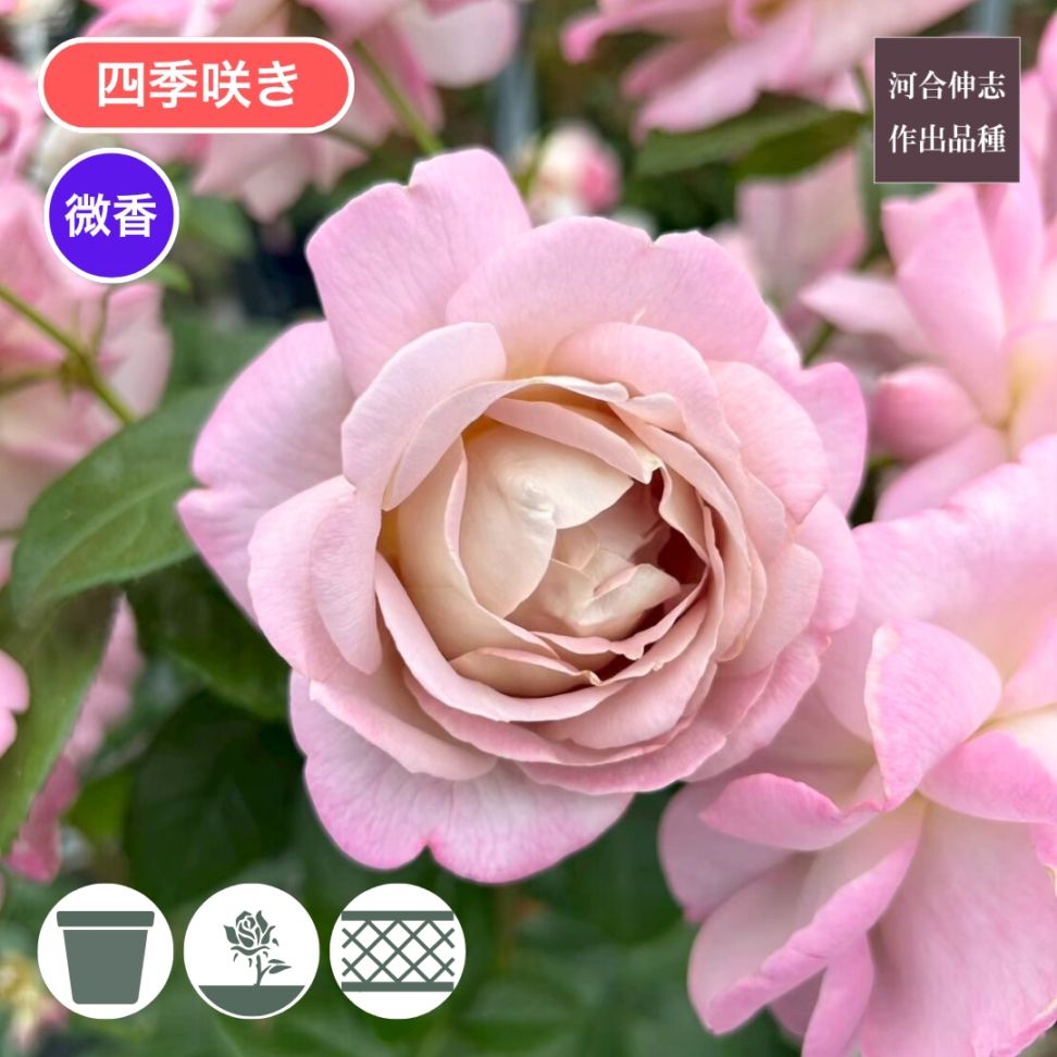 ブランドから探す,河合伸志 | コマツガーデンオンラインショップ