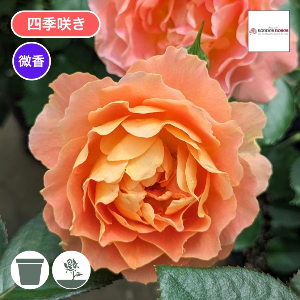 バラ苗 予約大苗 2026 アプリコット シフォン Apricot Chiffon 国産