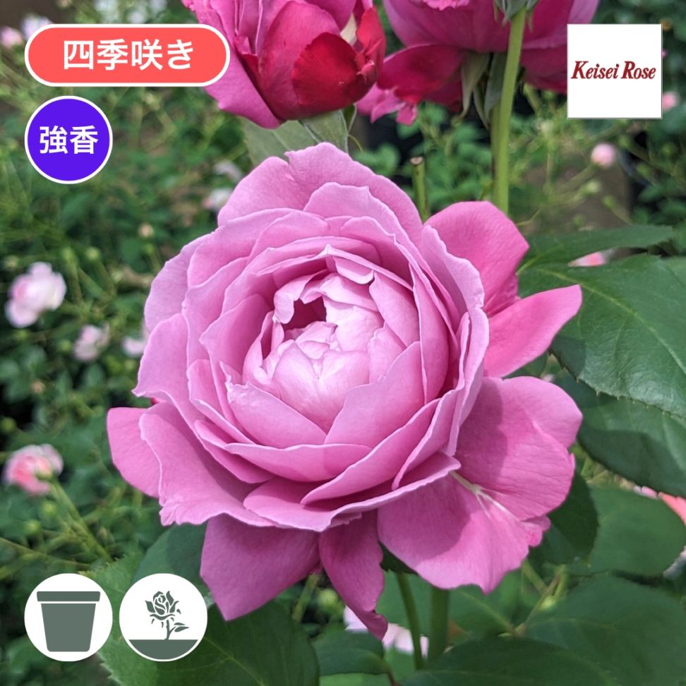 RIKO バラ 苗 新品種 バラ苗 大苗 バラ苗 ばら 切花品種