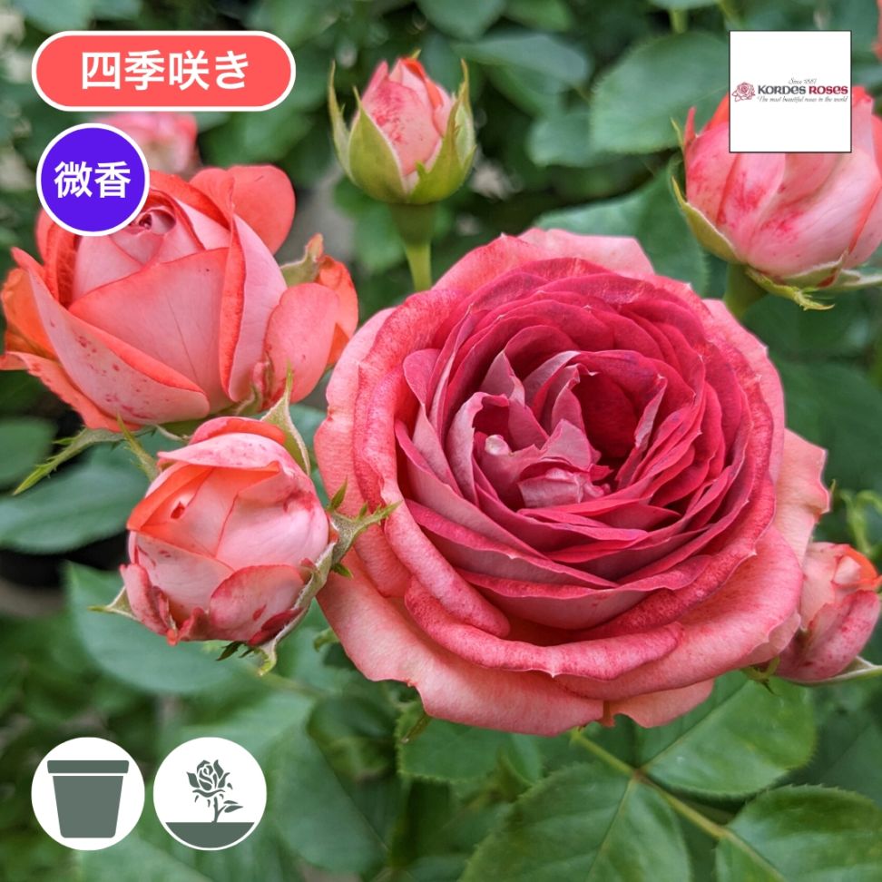 バラ苗 予約大苗 2026 ストロベリー ミスト Strawberry Mist 国産