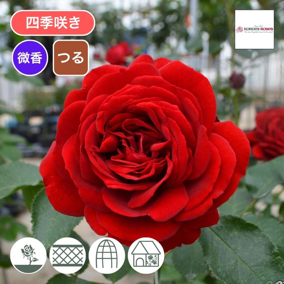 バラ苗 バラ苗 鉢植え6寸 2025 ザ ラーク アセンディング The Lark