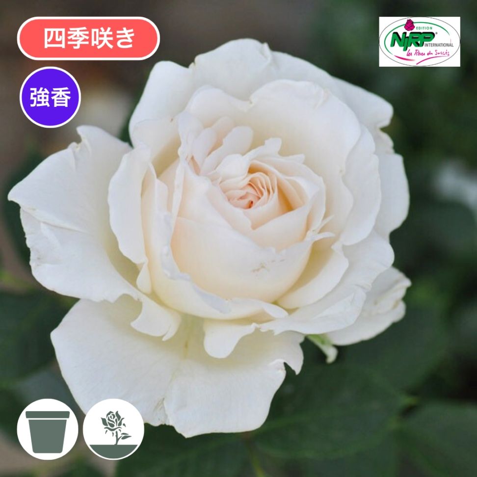 ♡Lokelani様♡ご確認用　バラ苗 ♡Lokelani様♡ご確認用 バラ苗 ♡Lokelani様♡ご確認用 バラ苗