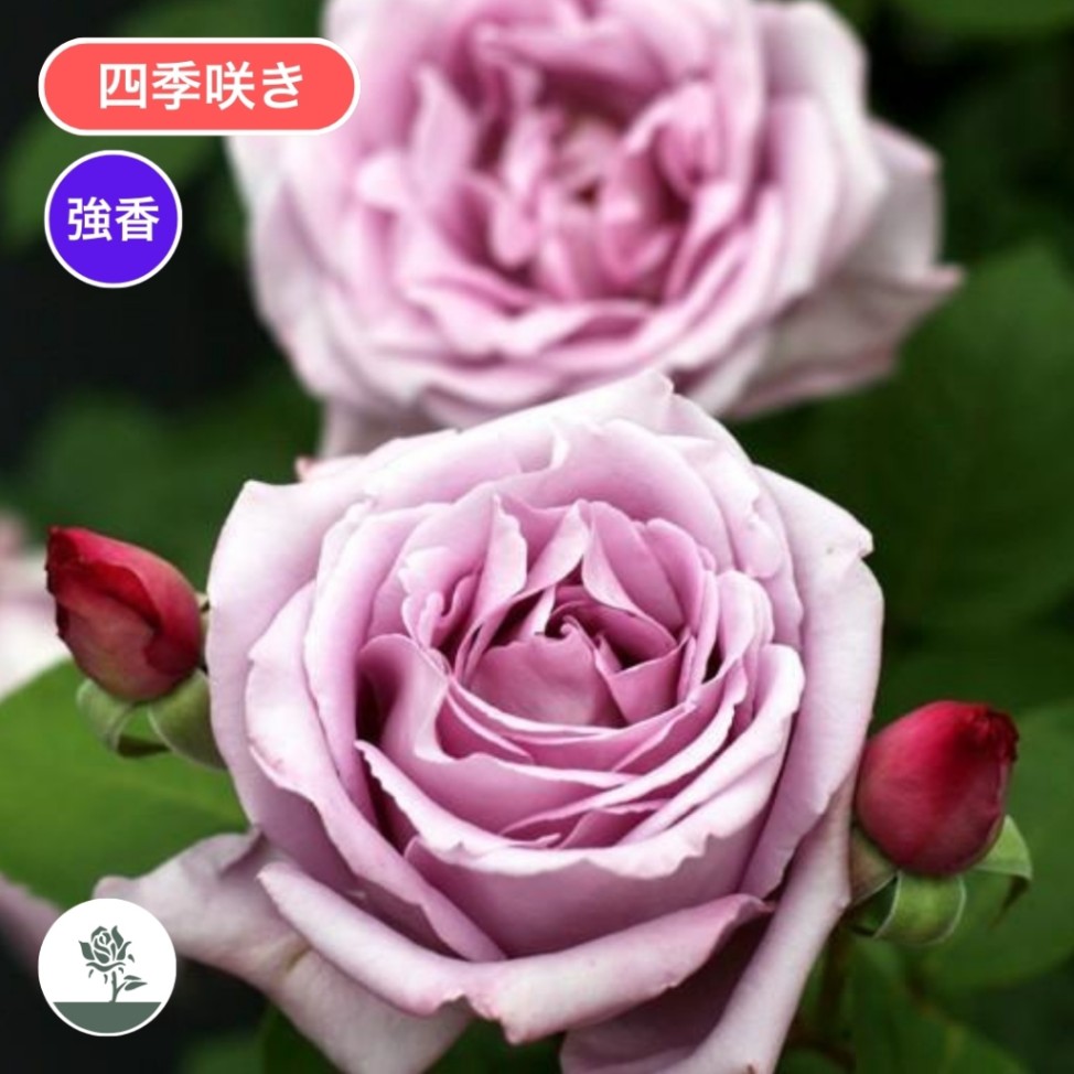 系統から探す,ハイブリッドティー,紫・青系 | コマツガーデン