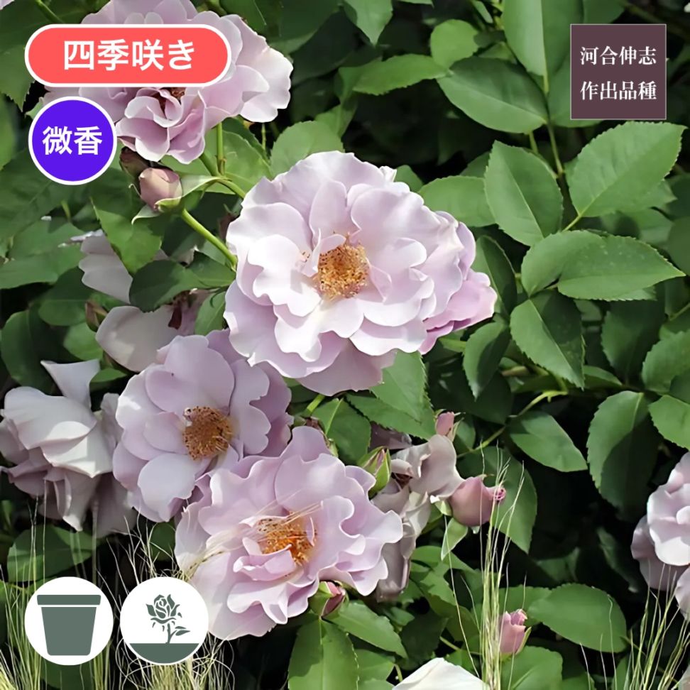 予約新苗 2026,青いバラ特集 | コマツガーデンオンラインショップ