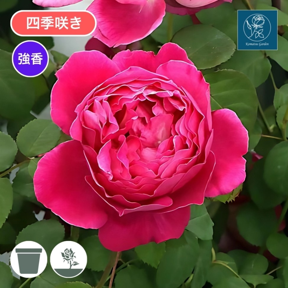 ★ toru1960様 ご連絡用 ★　カラマツ幼苗/若木 からからつみき108［240P］ | karakaratsumiki on line store