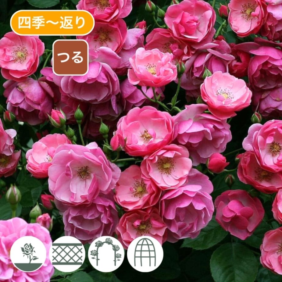 バラ苗 予約新苗 2026 アンジェラ Angela 国産ノイバラ台木使用