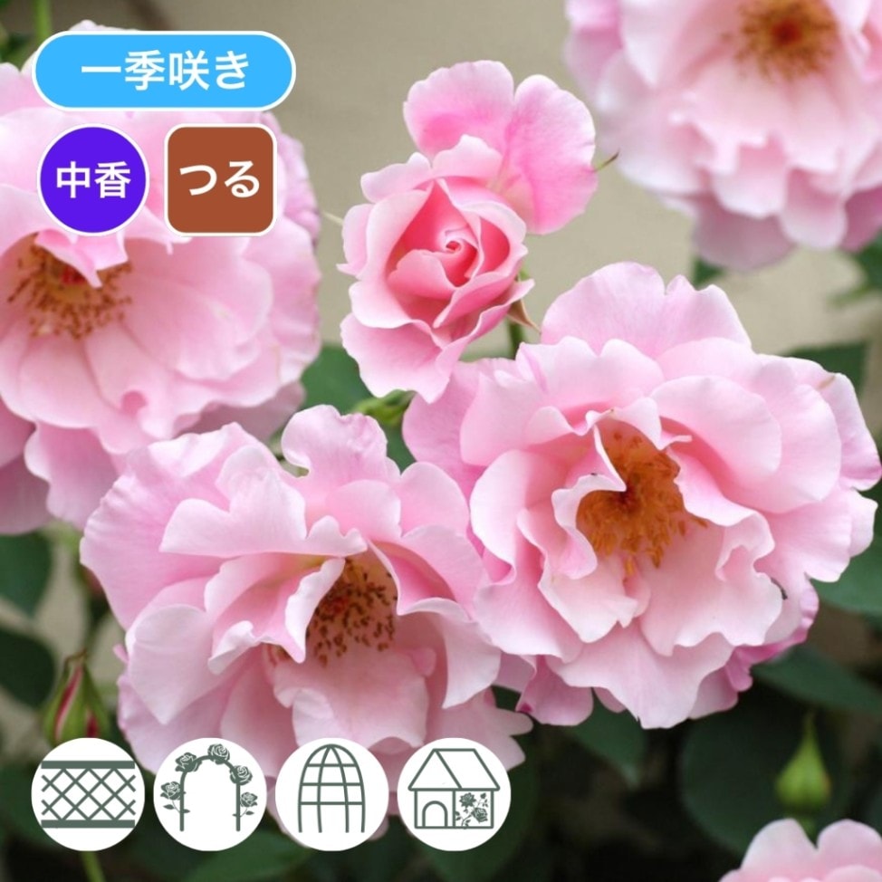 予約新苗 2026,カラーから探す | コマツガーデンオンラインショップ