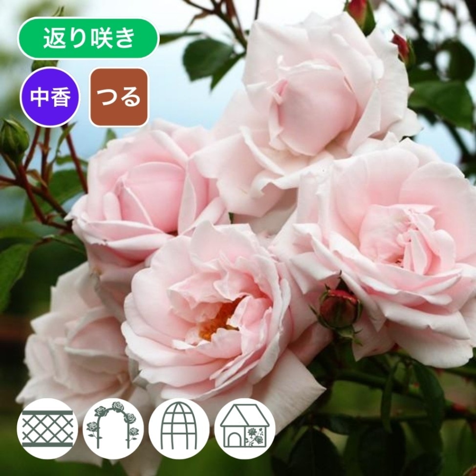 バラ苗 予約新苗 2026 ニュー ドーン New Dawn 国産ノイバラ台木使用