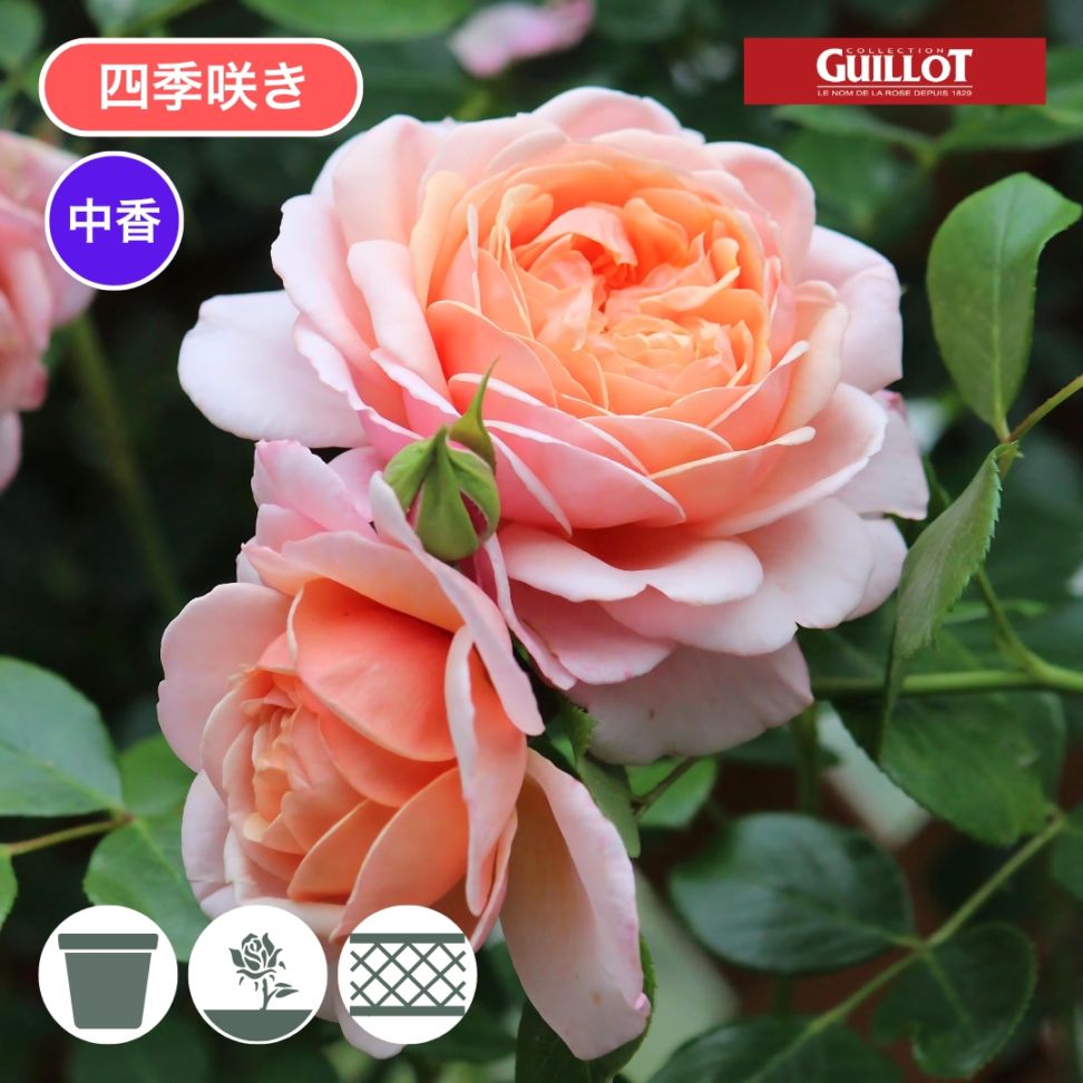 予約新苗 2026,新品種 2026 | コマツガーデンオンラインショップ