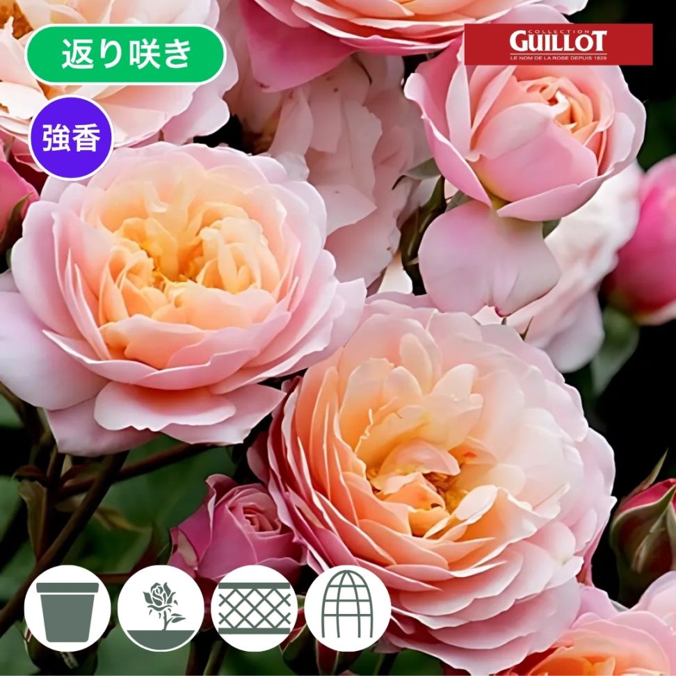 バラ苗 予約新苗 2026 プリ PJ ルドゥーテ Prix P.J. Redoute