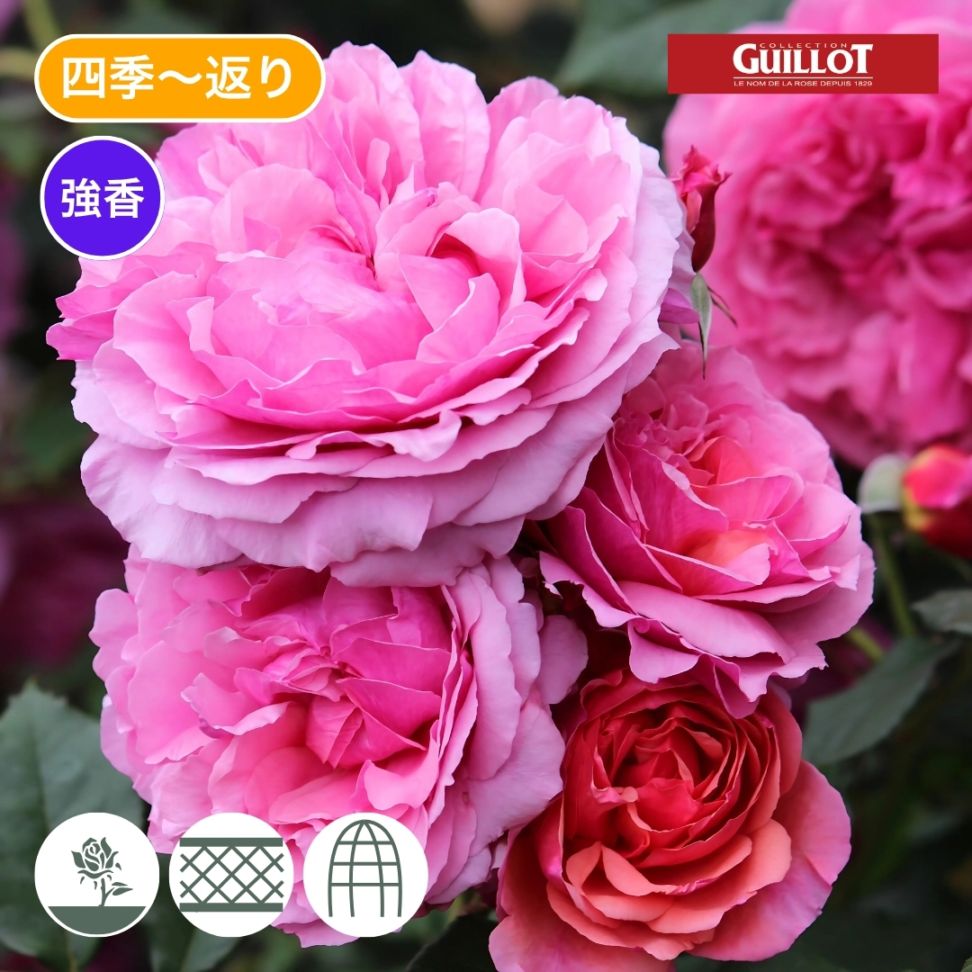 バラ苗 予約新苗 2026 ラデュレ Laduree 国産ノイバラ台木使用 | 予約