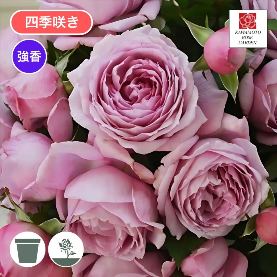 バラ苗 予約新苗 2026 シャルム Charm 国産ノイバラ台木使用 | 予約新