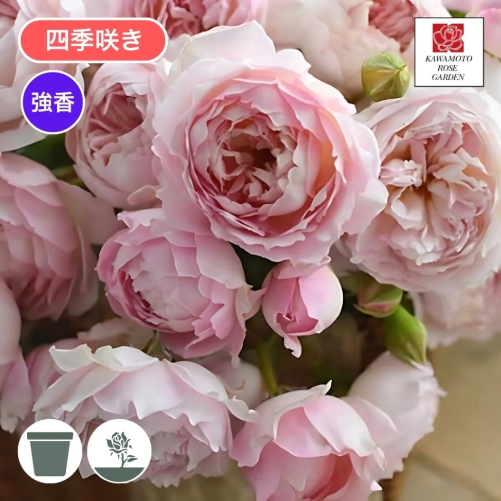 予約新苗 2026,受賞のバラ | コマツガーデンオンラインショップ