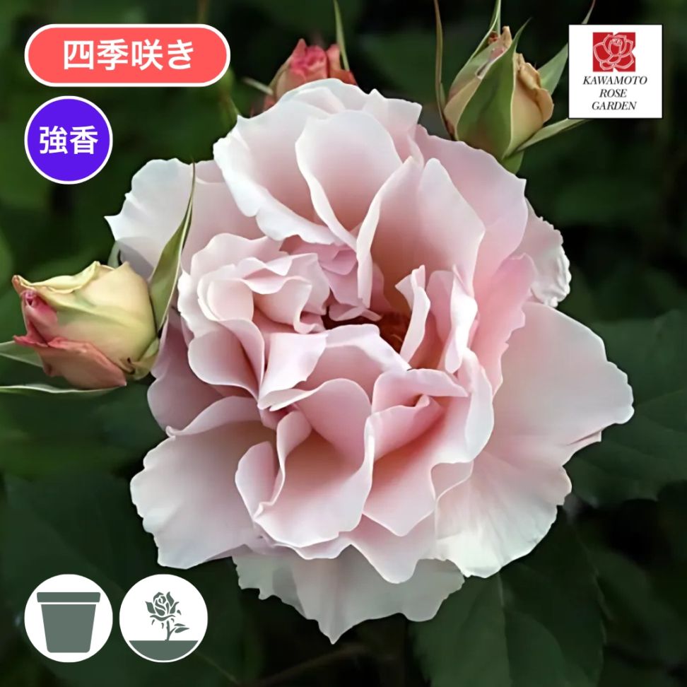 和バラ超大開花苗 バラ苗 予約新苗 2026 ラ マリエ La Mariée 国産ノイバラ台木使用