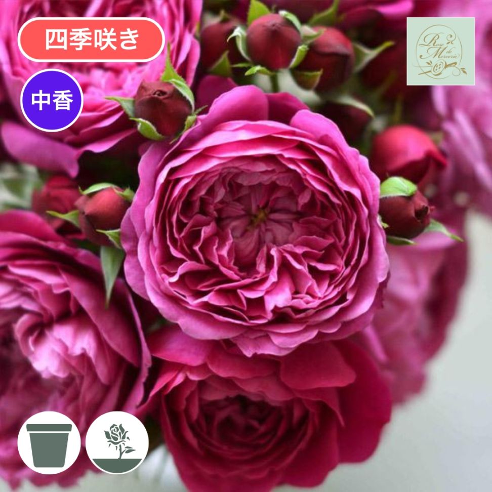 バラ苗 予約新苗 2026 カルトナージュ Cartonnage 国産ノイバラ台木