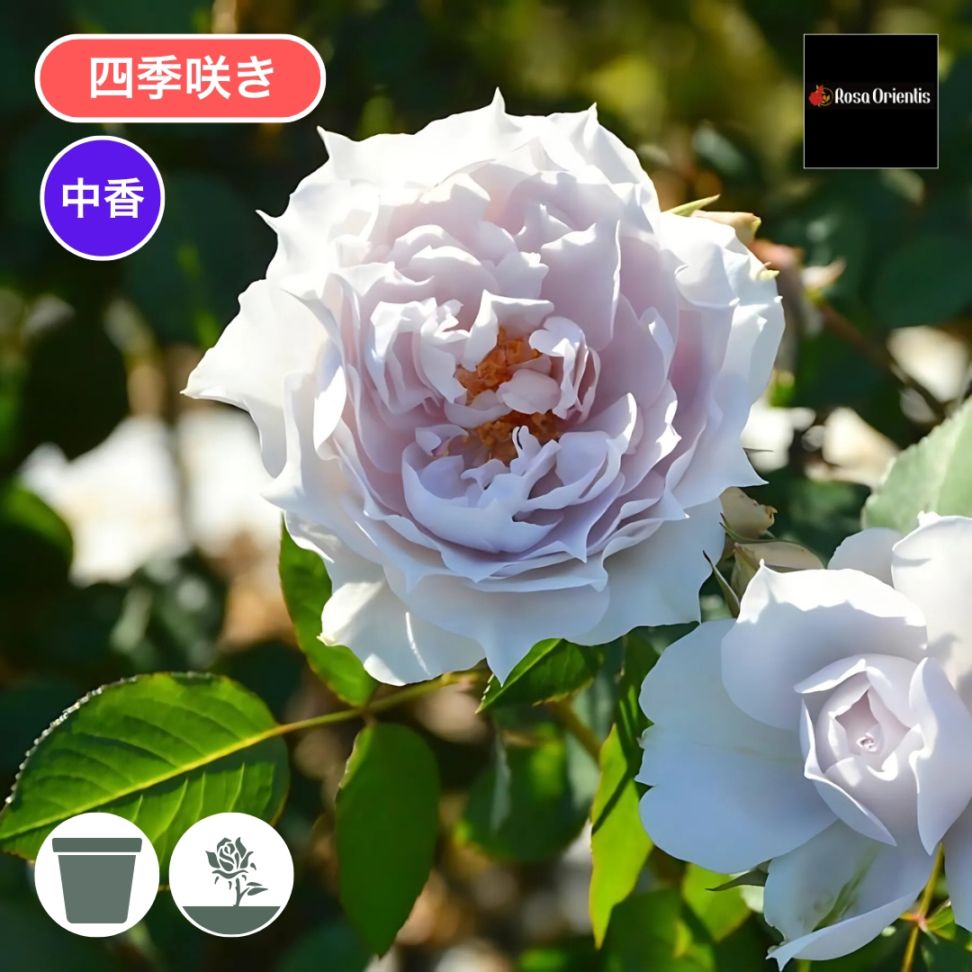 バラ苗 予約新苗 2026 ザ セレスティアル The Celestial 国産