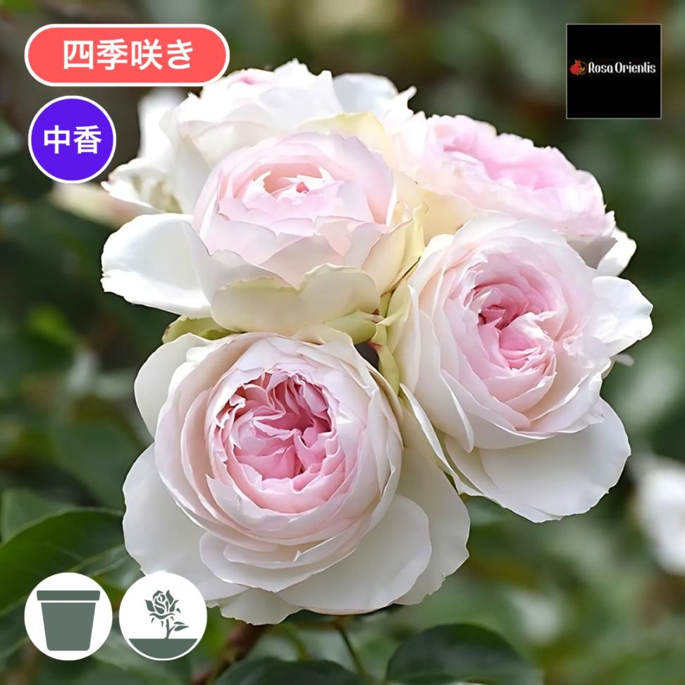 バラ苗 予約新苗 2026 ロクサーヌ Roxanne 国産ノイバラ台木使用