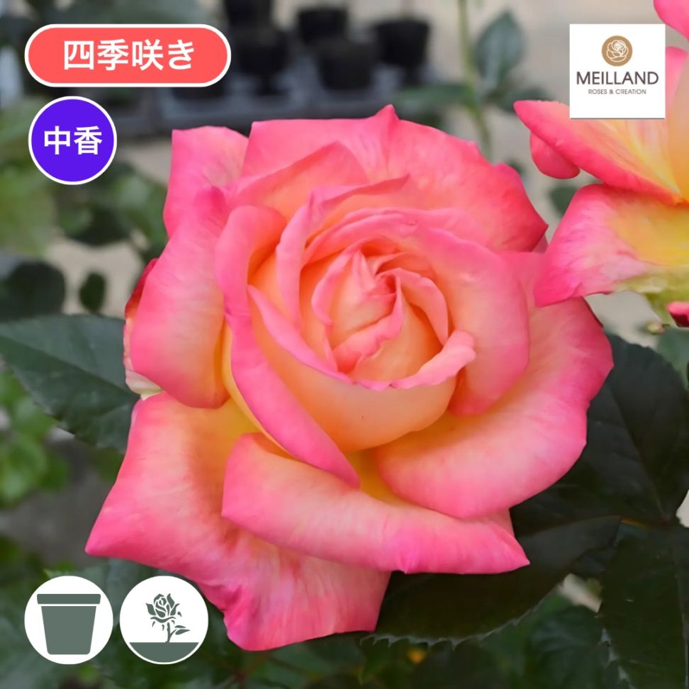 Para…..Beach バラ苗 楽天市場】【大輪系】サニービーチ・フォーエバー（4号