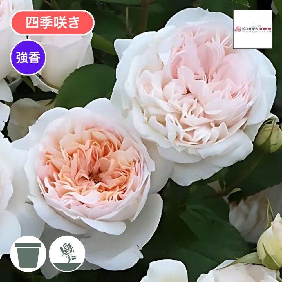 バラ苗 予約新苗 2026 プリンセス ヴェール Princess Veil 国産