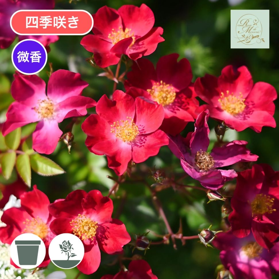 バラ苗 予約新苗 2026 カネット Canette 国産ノイバラ台木使用 | 予約