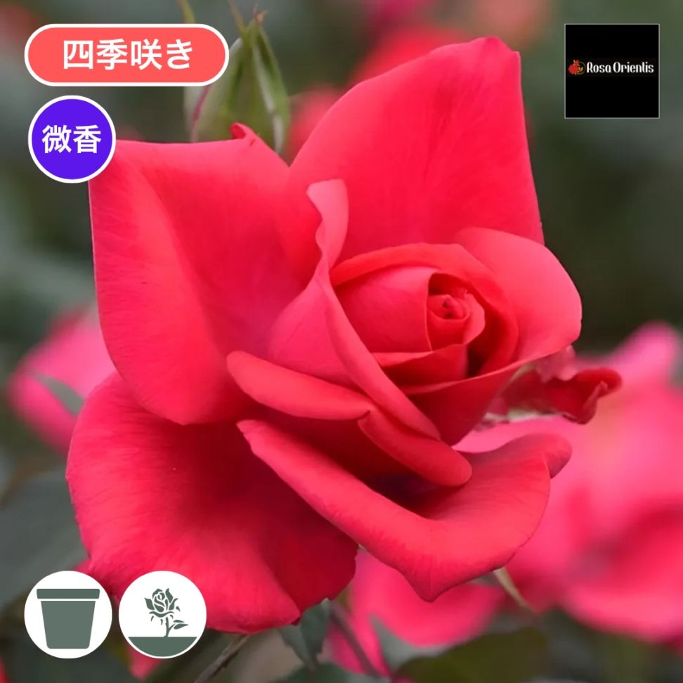 バラ苗問い合わせページ バラ苗 予約新苗 2026 インセプション Inception 国産ノイバラ台木使用