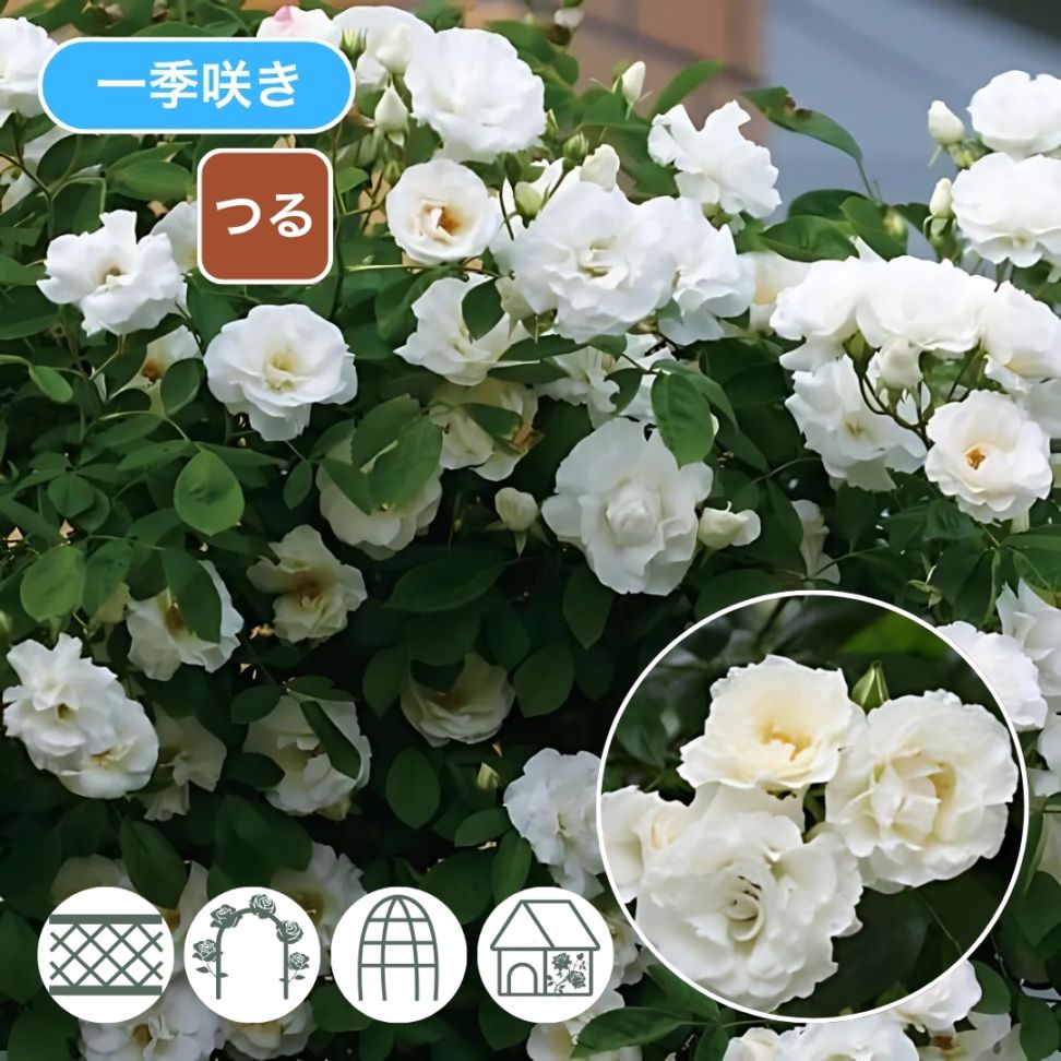 バラ苗 長尺苗 つる サマー スノー Summer SnowClimbing 国産ノイバラ