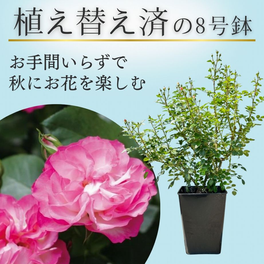 土や鉢の用意が不要 植え替え済みバラ苗 2026 ストロベリー アイス