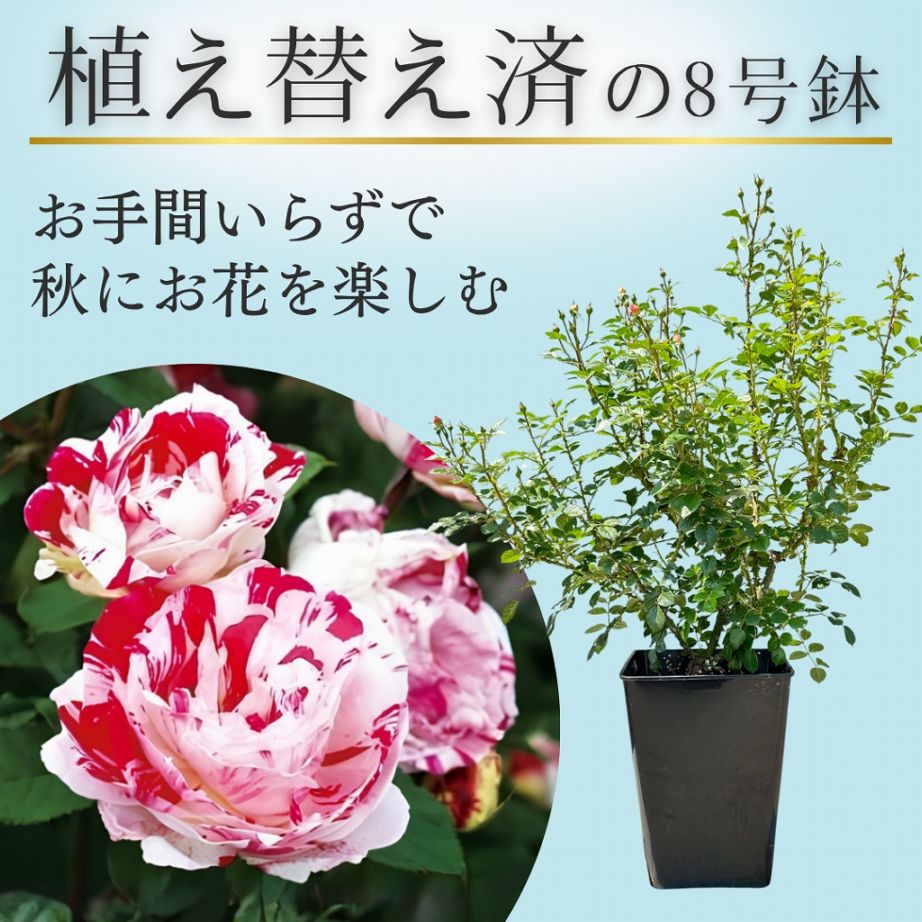 土や鉢の用意が不要 植え替え済みバラ苗 2026 センチメンタル