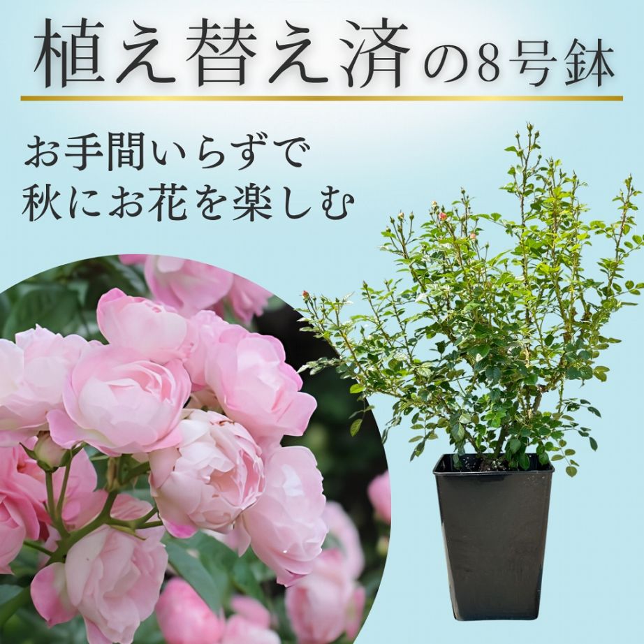 バラ苗を目的で選ぶ,系統から探す,つるバラ,ピンク系 | コマツガーデン