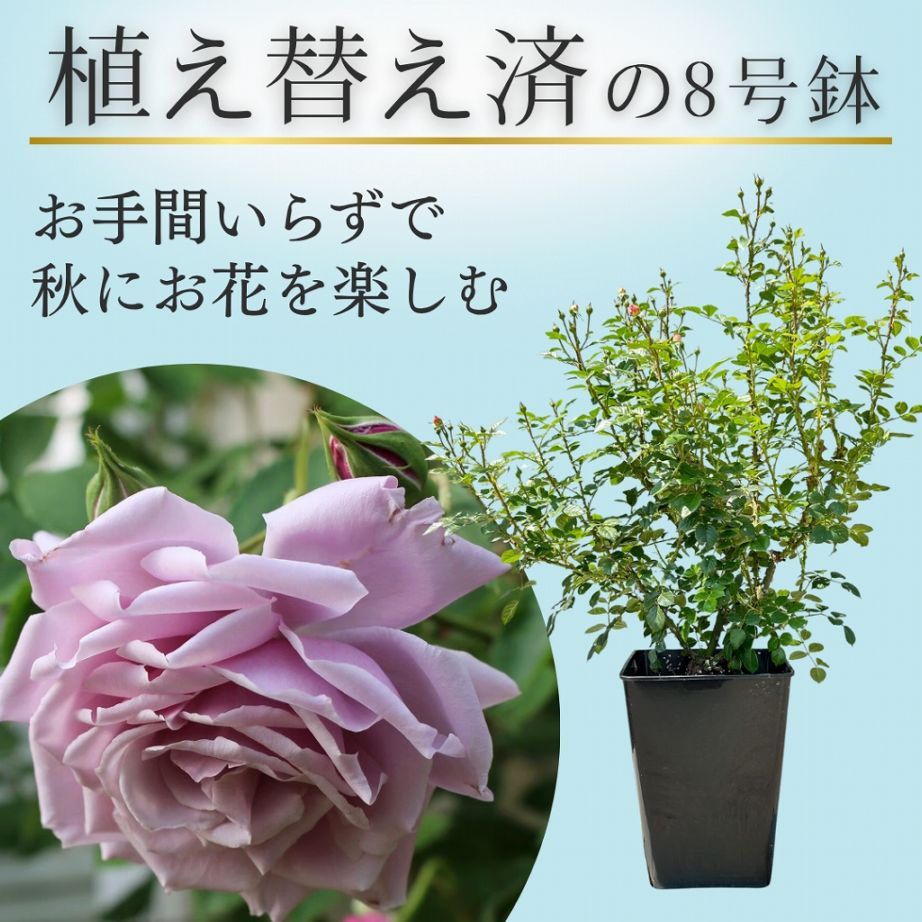 土や鉢の用意が不要 植え替え済みバラ苗 2026 モルガン Morgan 国産
