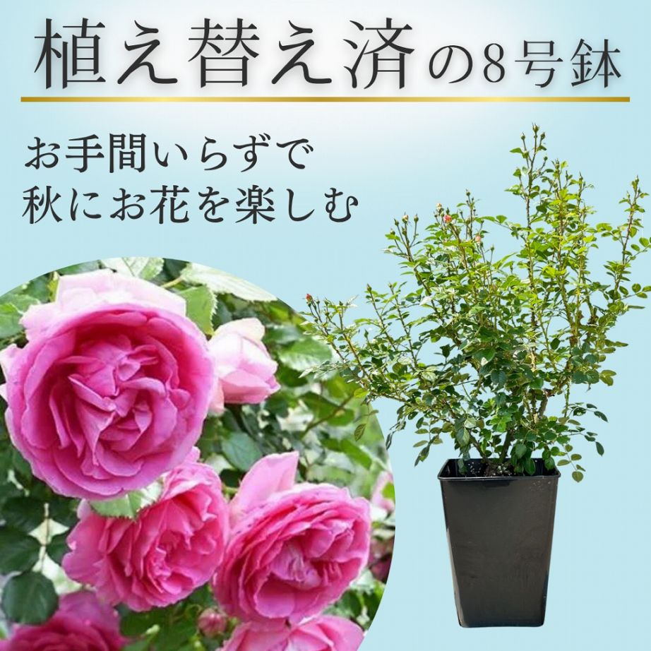 土や鉢の用意が不要 植え替え済みバラ苗 2026 ル ポール ロマン