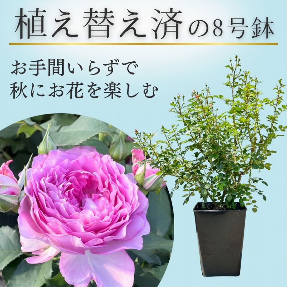 バラ苗を目的で選ぶ,おススメ特集,四季咲き特集,ピンク系 | コマツ