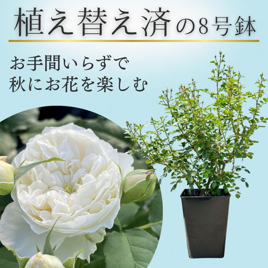 土や鉢の用意が不要 植え替え済みバラ苗 2026 シーシェルアイズ Sea