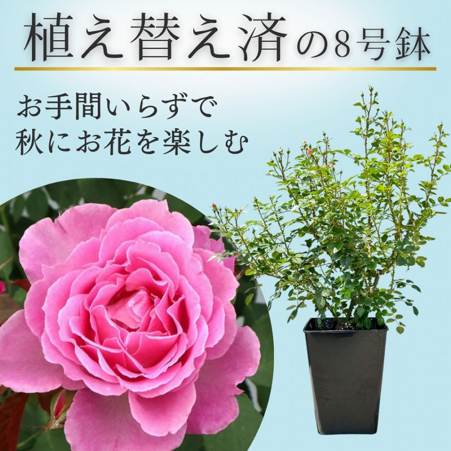土や鉢の用意が不要 植え替え済みバラ苗 2026 ピンクレモネード 国産