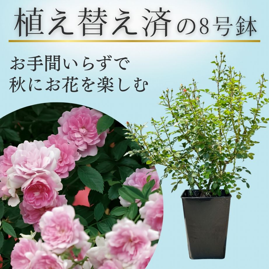 土や鉢の用意が不要 植え替え済みバラ苗 2026 芽衣 めい Mei 国産